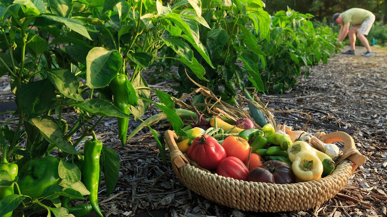 Farm-to-Hospital Meals Can Help Protect Patients and the Climate