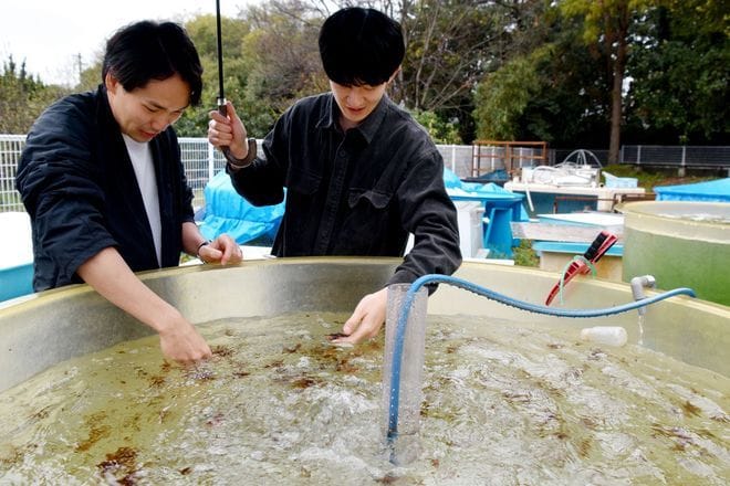 Startup grows sea alga to slash greenhouse gas in cattle burps