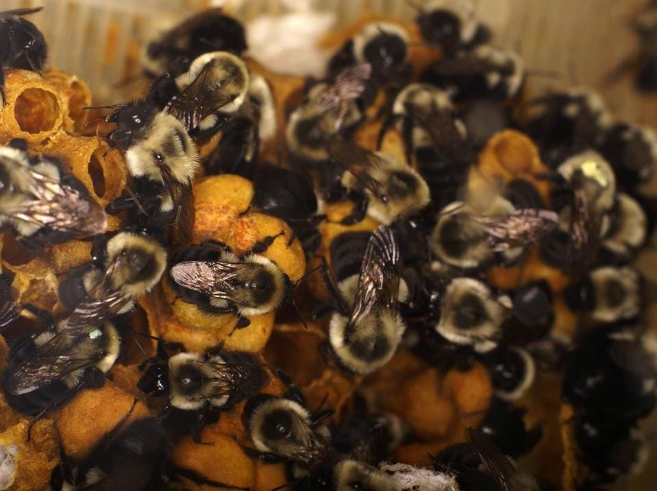 The Climate Crisis Is Cooking Baby Bumblebees In Their Nests