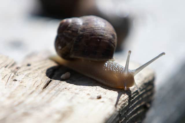 Lemon, garlic and eggshells - the eco-friendly recipe to protect your plants from slugs and snails