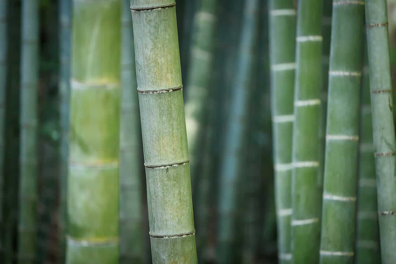 Scientists make transparent, fireproof glass-like material out of bamboo