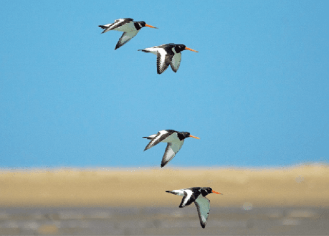 Climate change threatens migratory birds