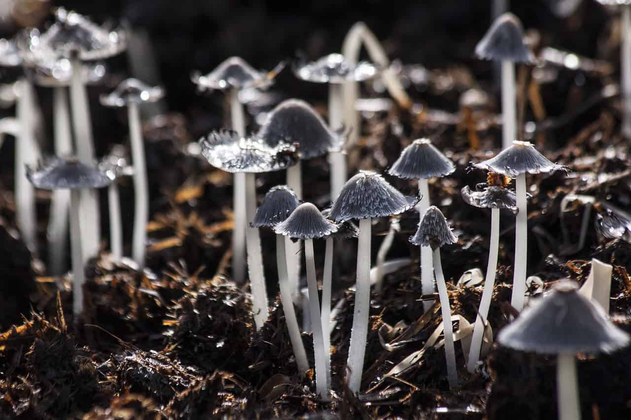 This is how funghi are transforming the organic industry