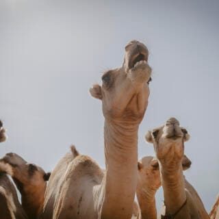 Camels replace cows in Kenya due to climate change