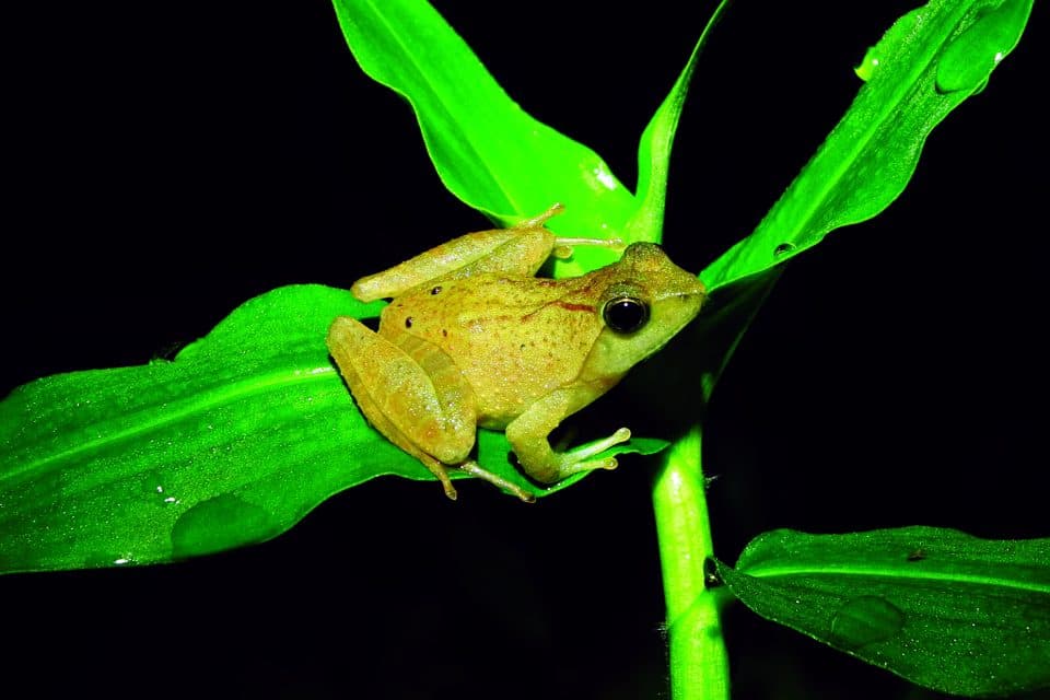 Puddle frogs have a secret weapon against climate change