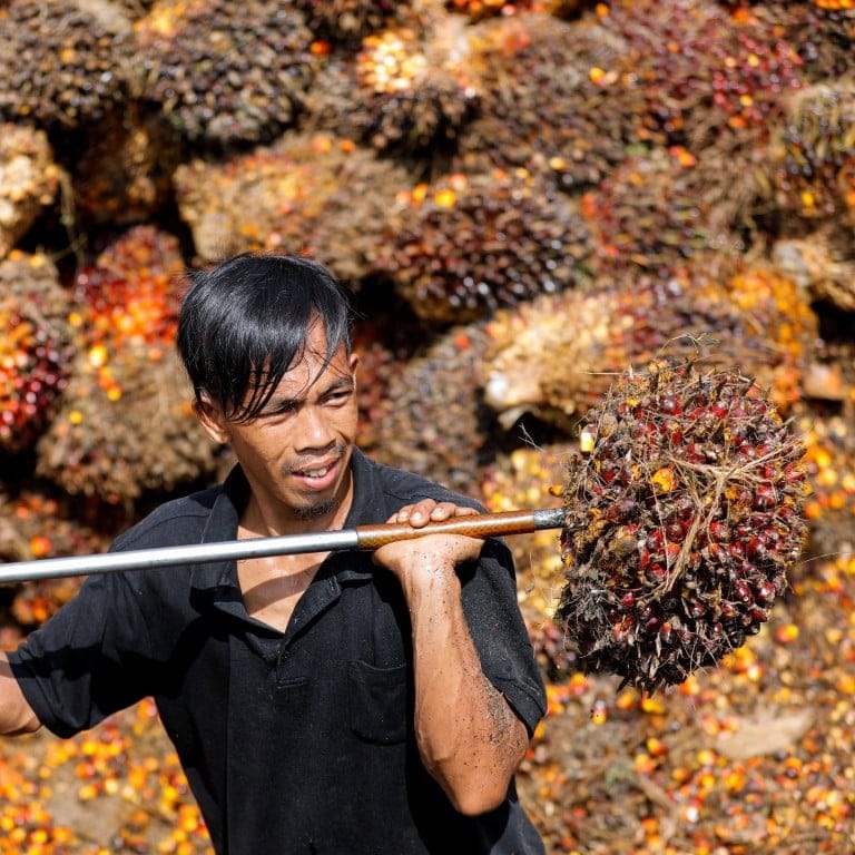 The push for sustainable palm oil isn’t going far enough