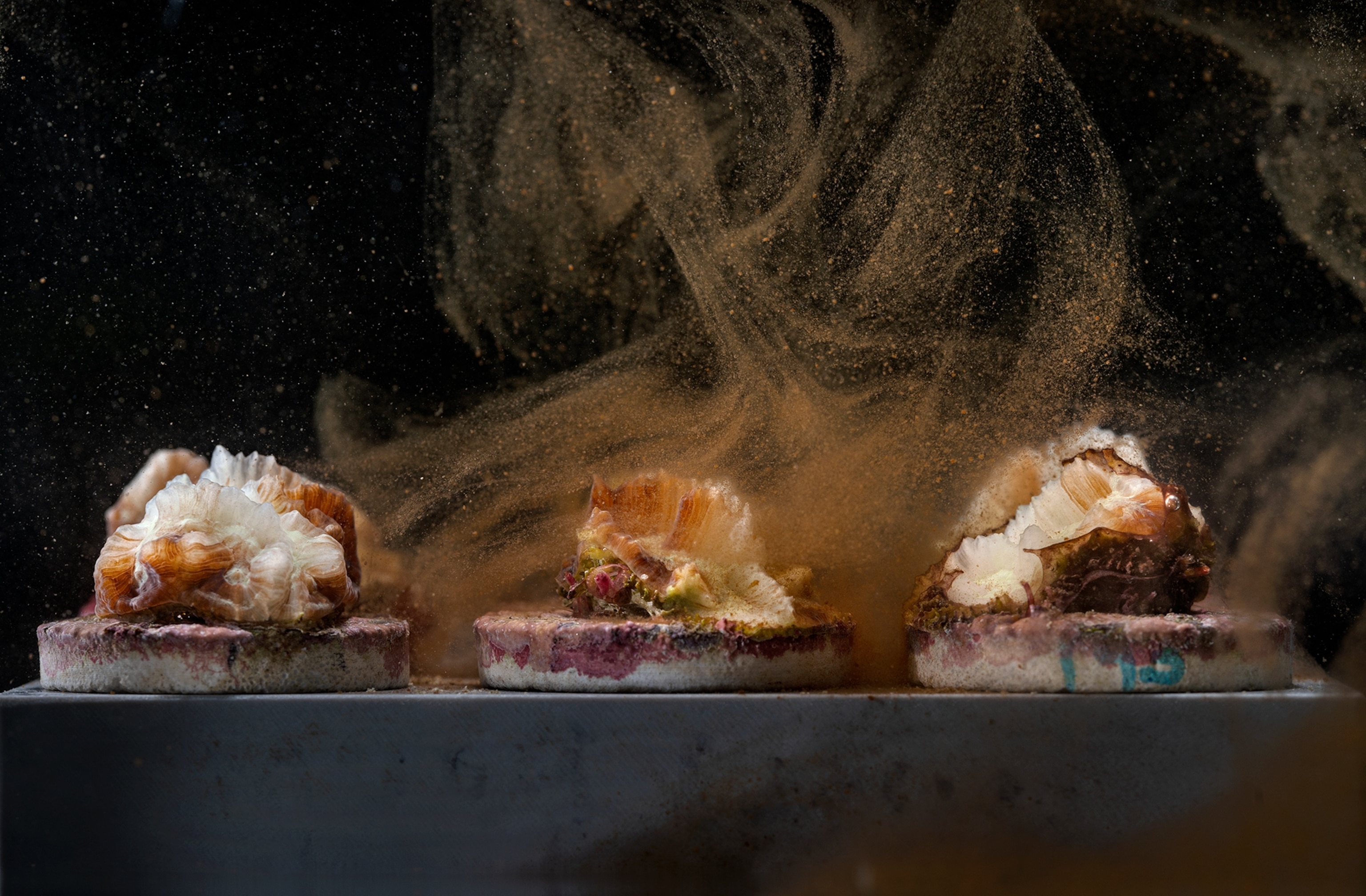 The race to create climate-resilient coral—before it's too late