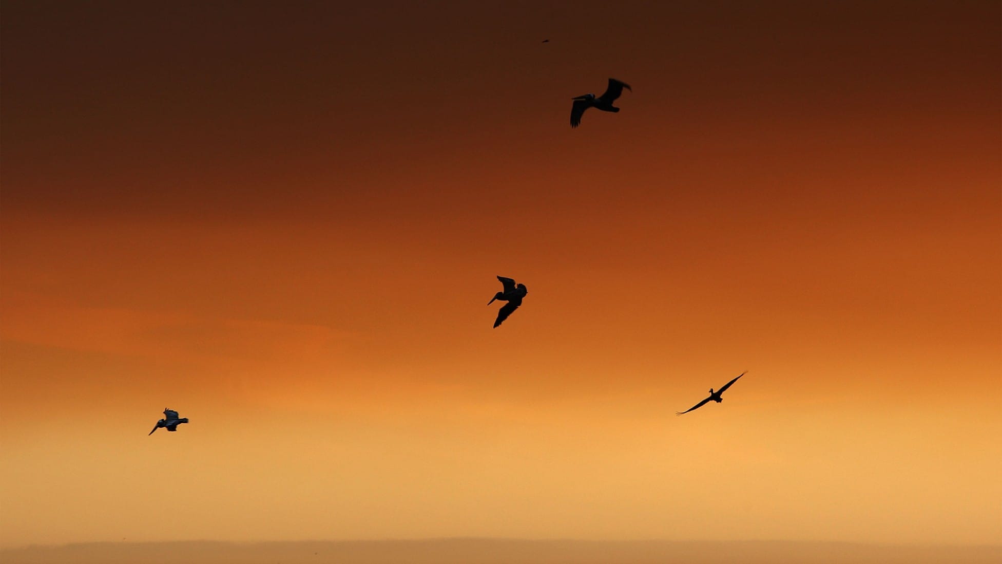 A Major Climate Threat Could Be Disastrous for Birds