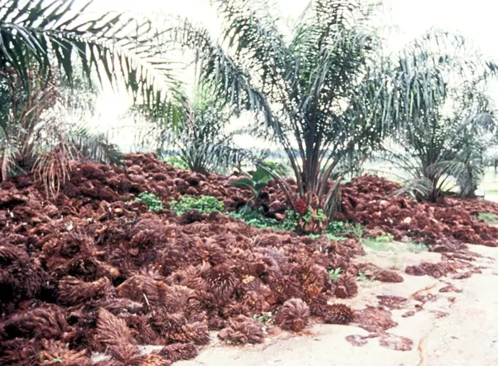 Viability of biomass energy in green race