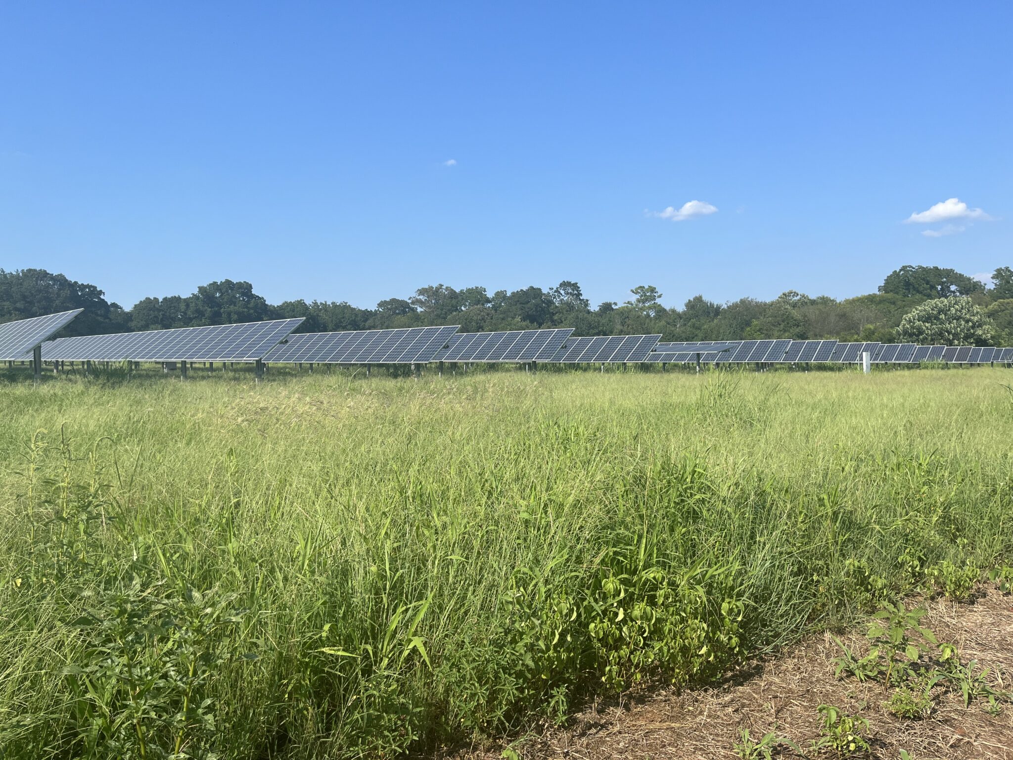 Jimmy Carter, champion of solar energy