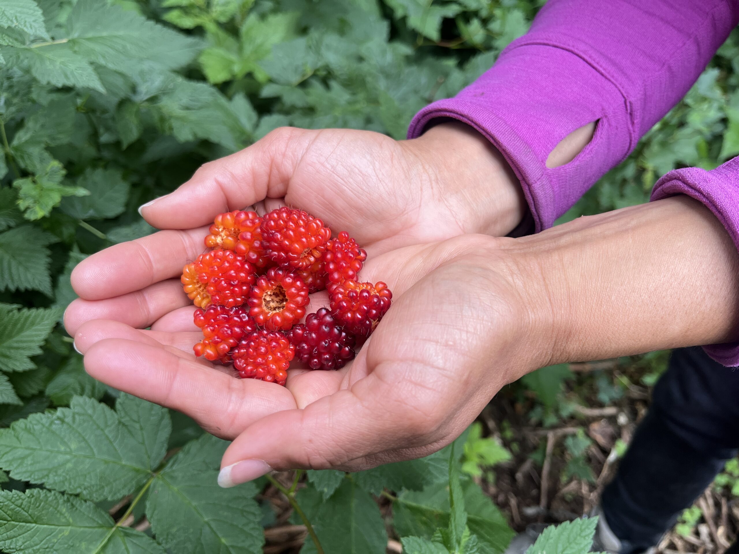 As climate change alters berry production in Alaska, communities find ways to adapt