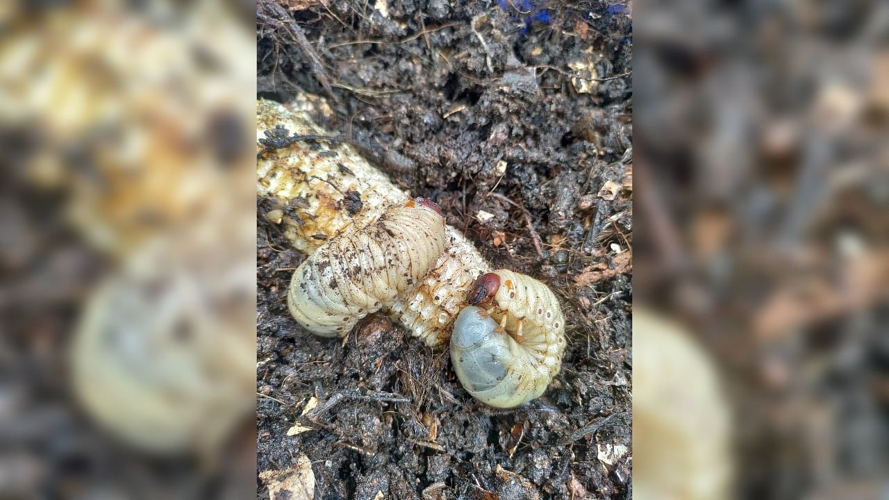 When waste becomes black gold