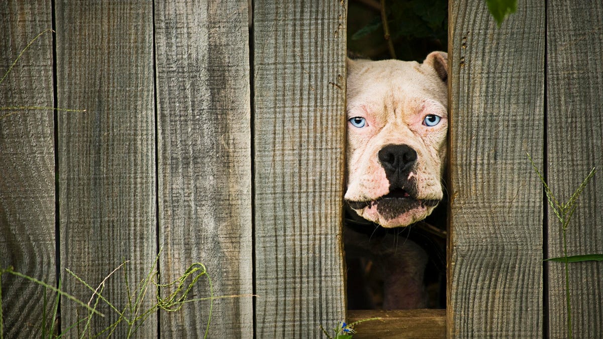 We Asked the Experts: Can Your Dog Really Prevent Home Break-Ins?