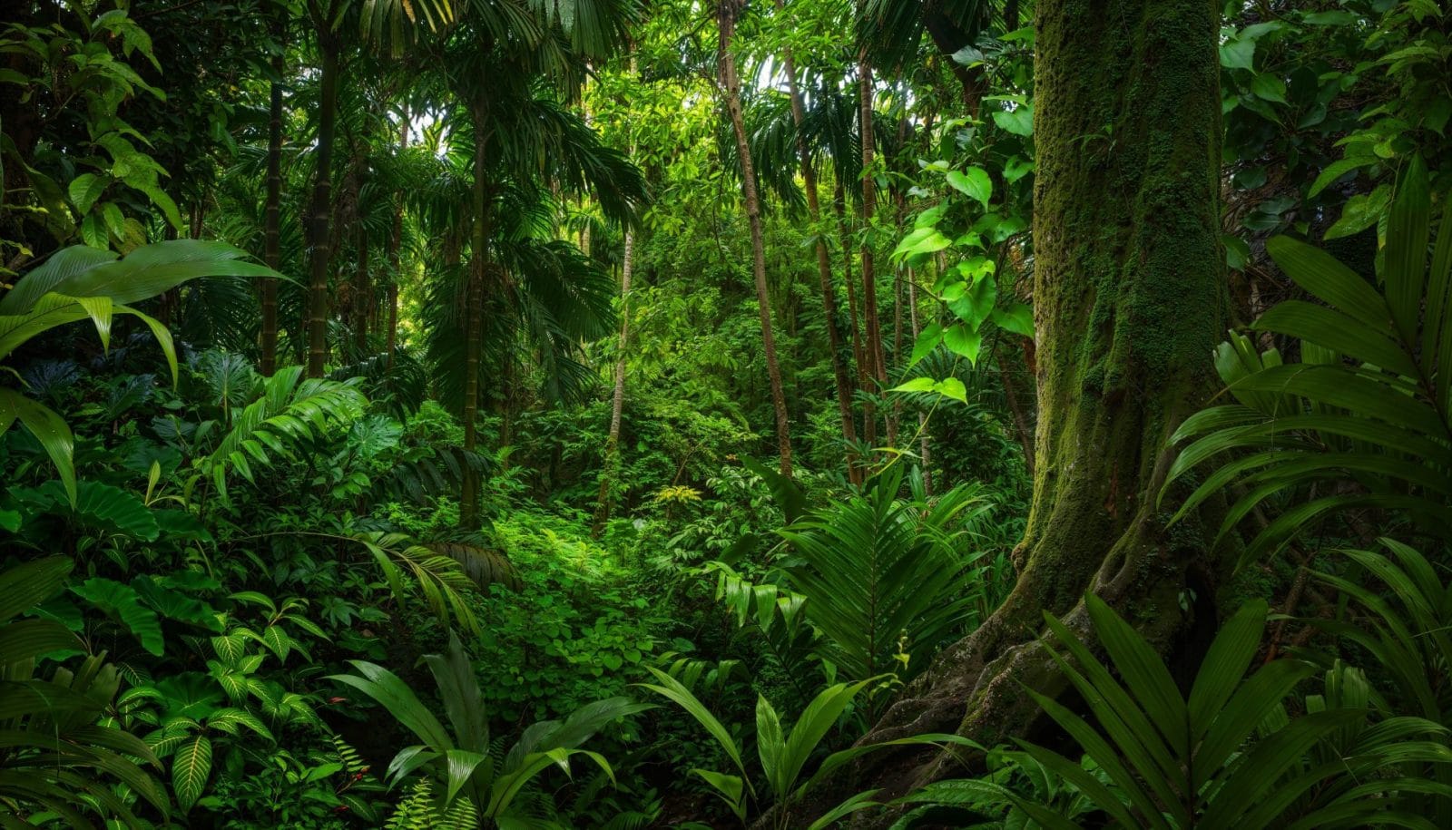 Study Reveals Climate Change Threatens Extensive Loss of Tropical Plants