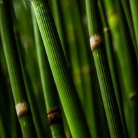 Scientists develop biodegradable bamboo-based plastic for eco-friendly utensils