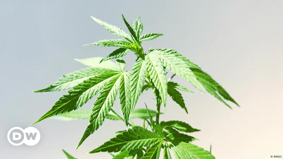 A house made of hemp