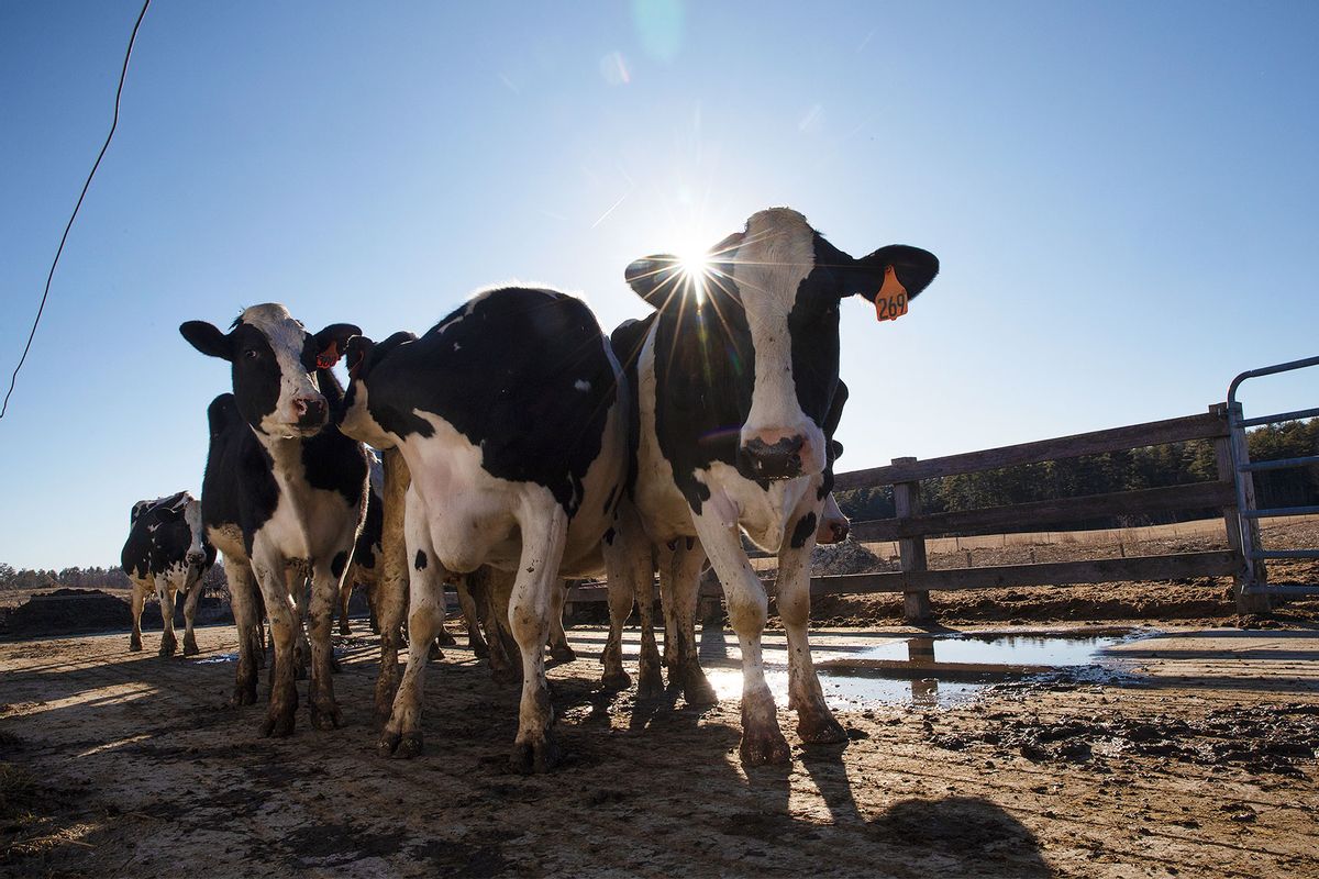 Food is a huge source of methane emissions. Fixing that is no easy feat.