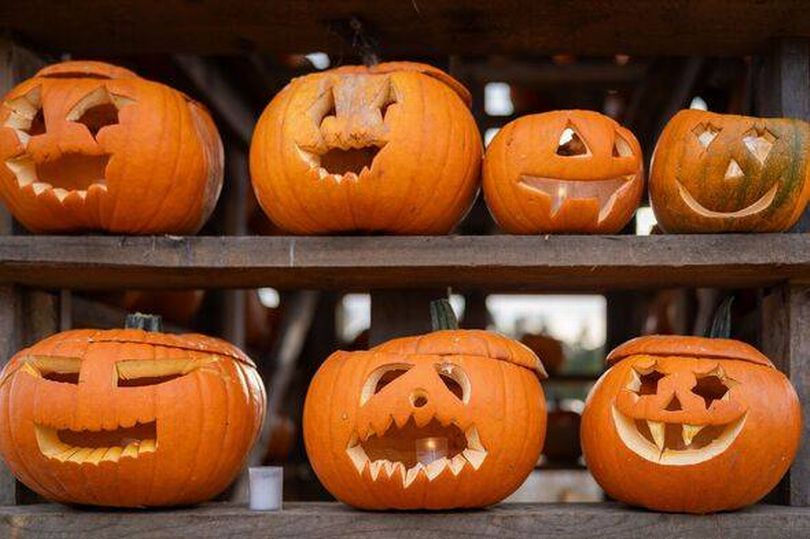 Use your entire pumpkin this October with these delicious and eco-friendly tips