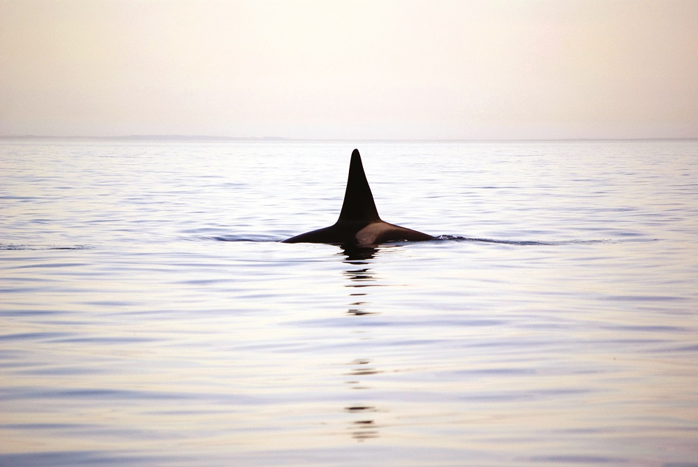 Is offshore wind killing whales?