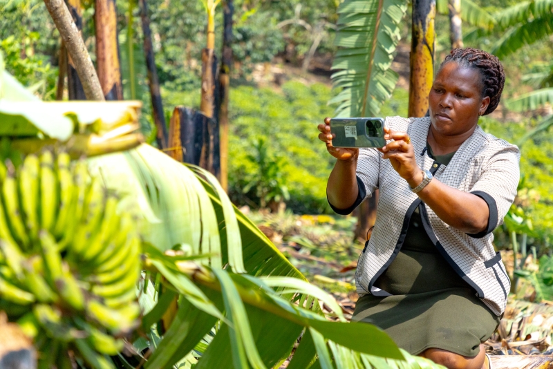 How a novel type of insurance is helping Uganda’s banana farmers avoid catastrophe