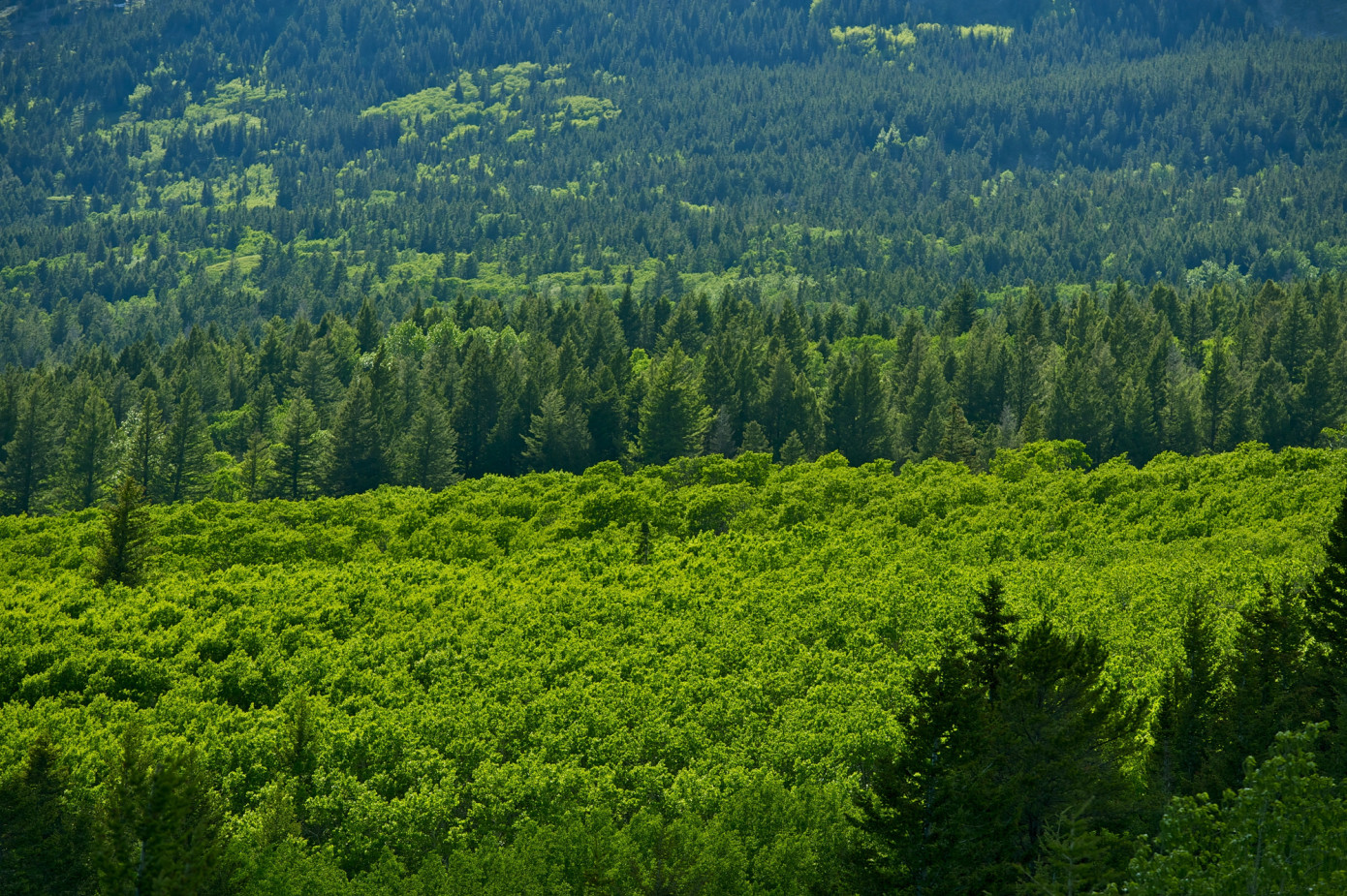 U.S. forestland sees renewed interest as pension funds focus on ESG goals