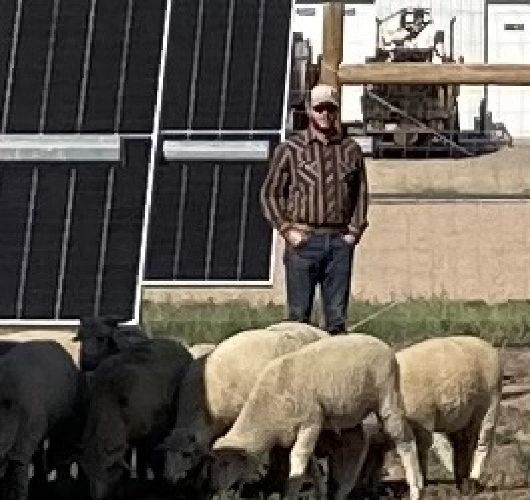 Growing food and generating green energy on the same land