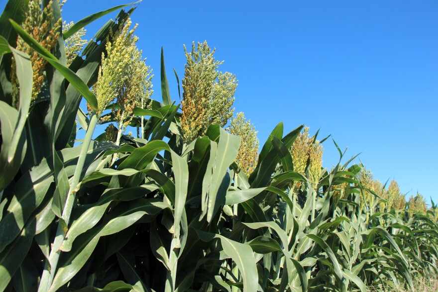 Scientists say they’ve found a cheap fix for a source of potent greenhouse gases on farms