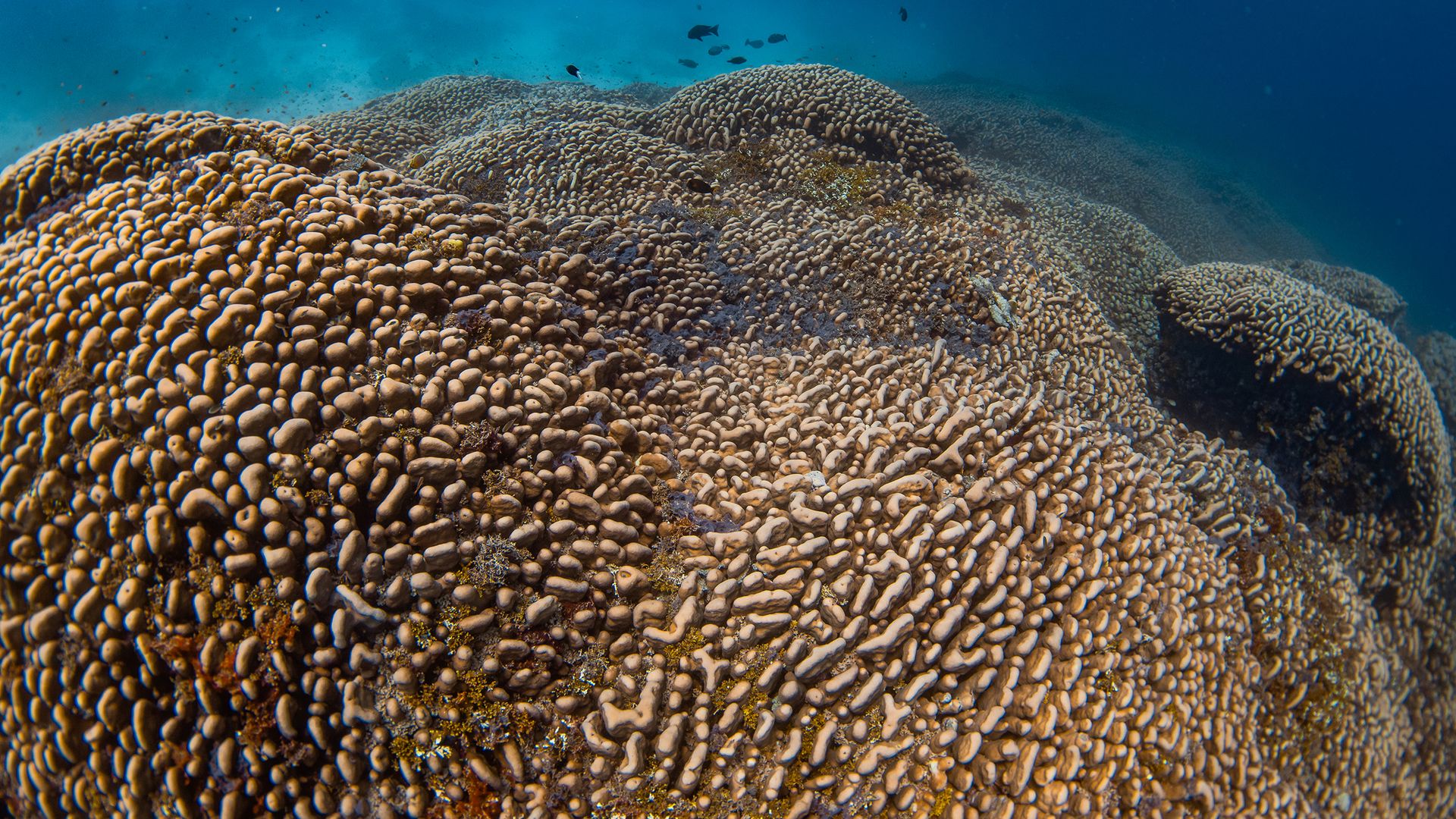 World's largest coral discovered in the Pacific