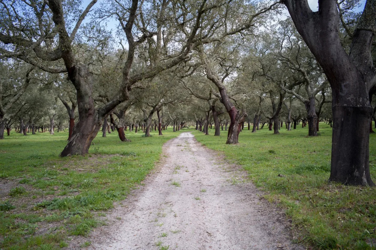 Trump Administration Seen as Likely to Dismantle ESG Rules