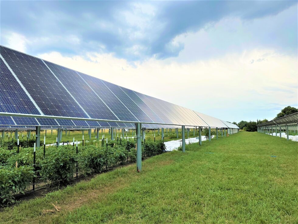 Growing crops, raising livestock under solar panels could be ‘best of both worlds’