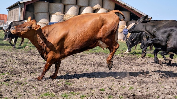 How will taxing cattle’s burps, farts tackle climate change?