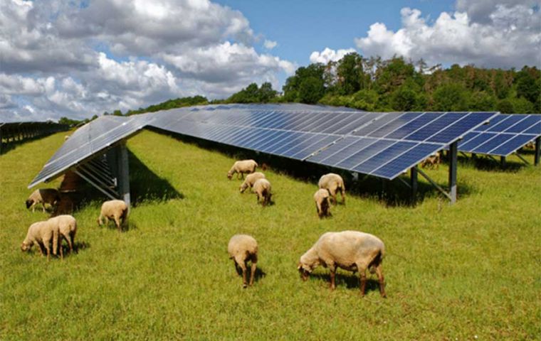 Better wool quality from grazing sheep among solar panels, shows experience in Australian green farm
