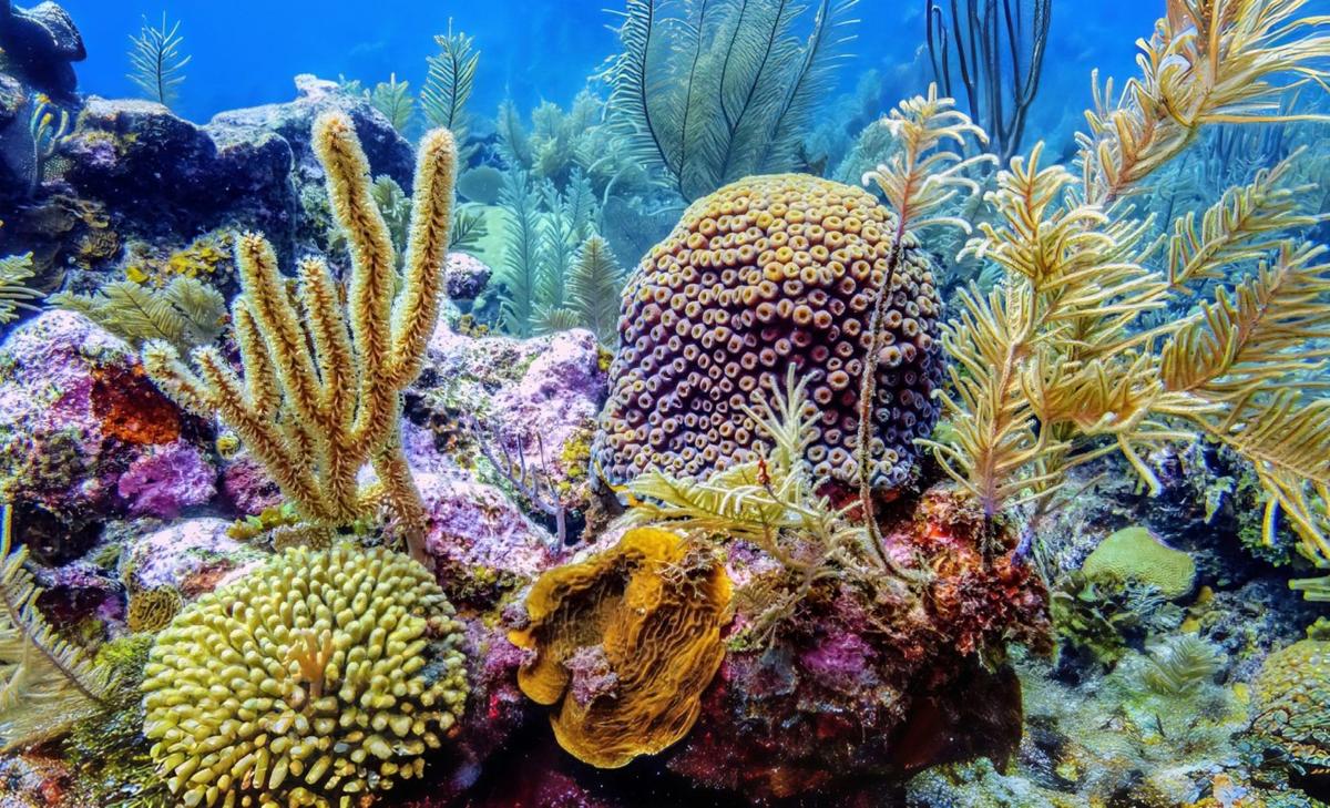Coral reefs may not adapt quickly enough to survive climate change