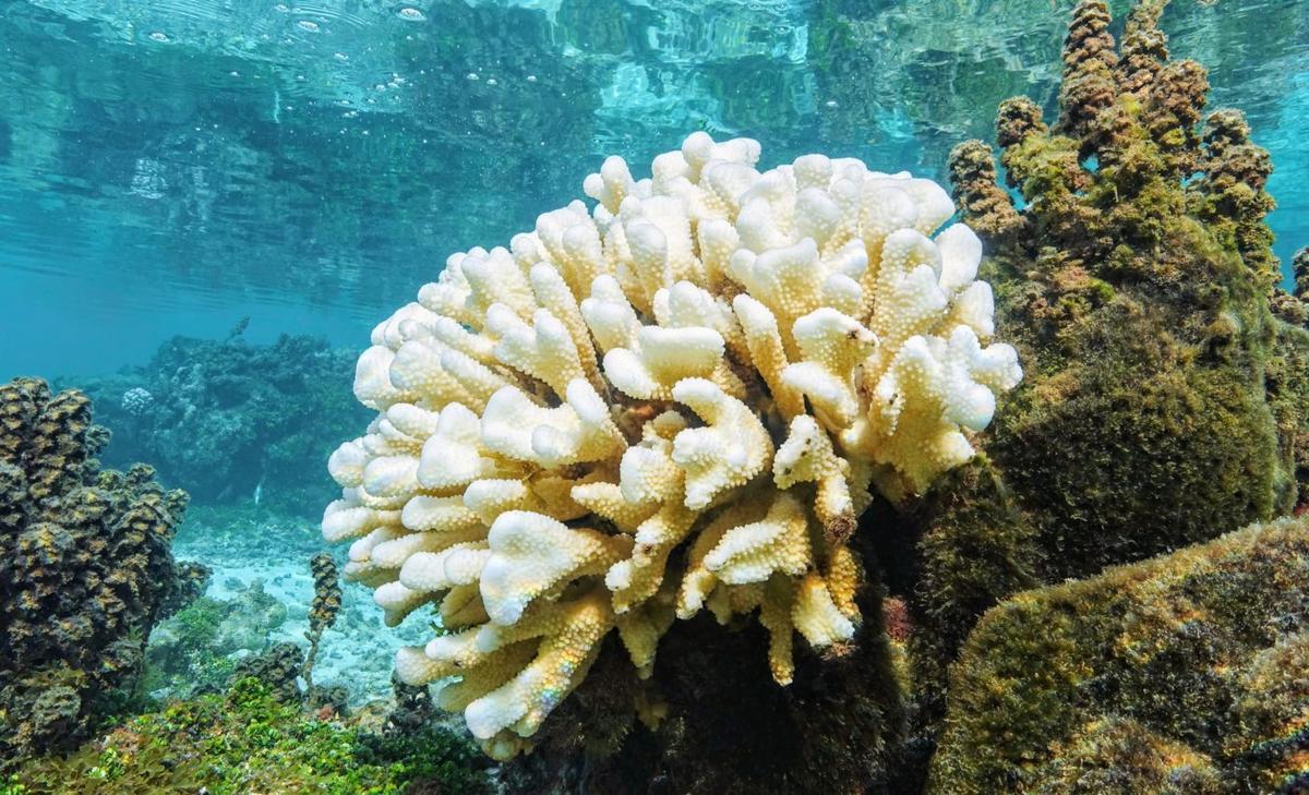 Extreme coral bleaching event prompts emergency UN session