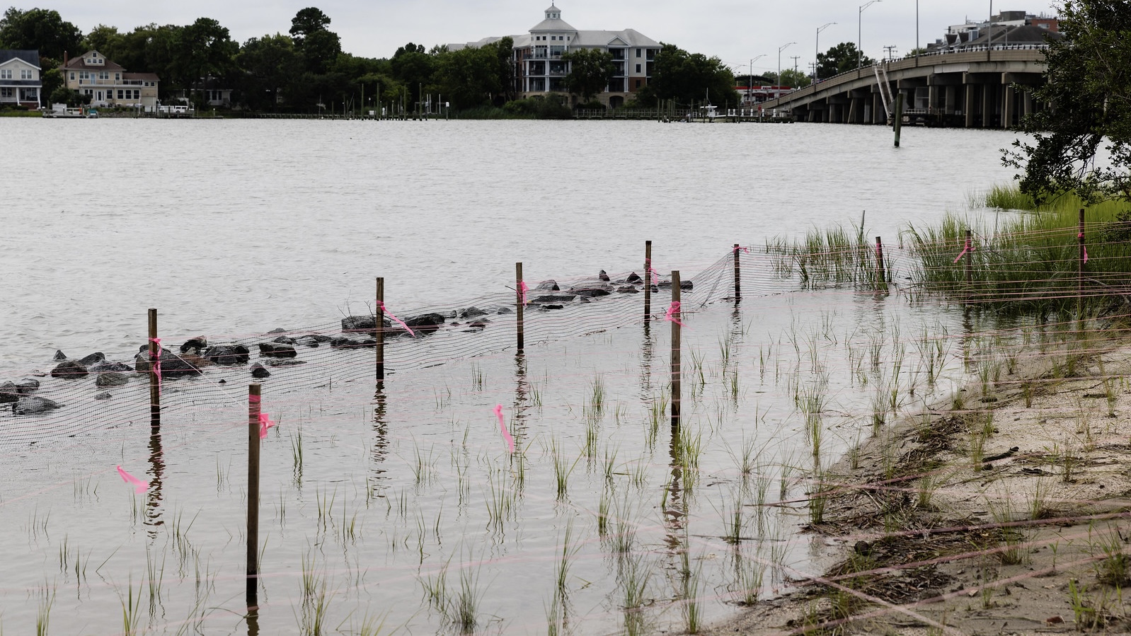 What are living shorelines?