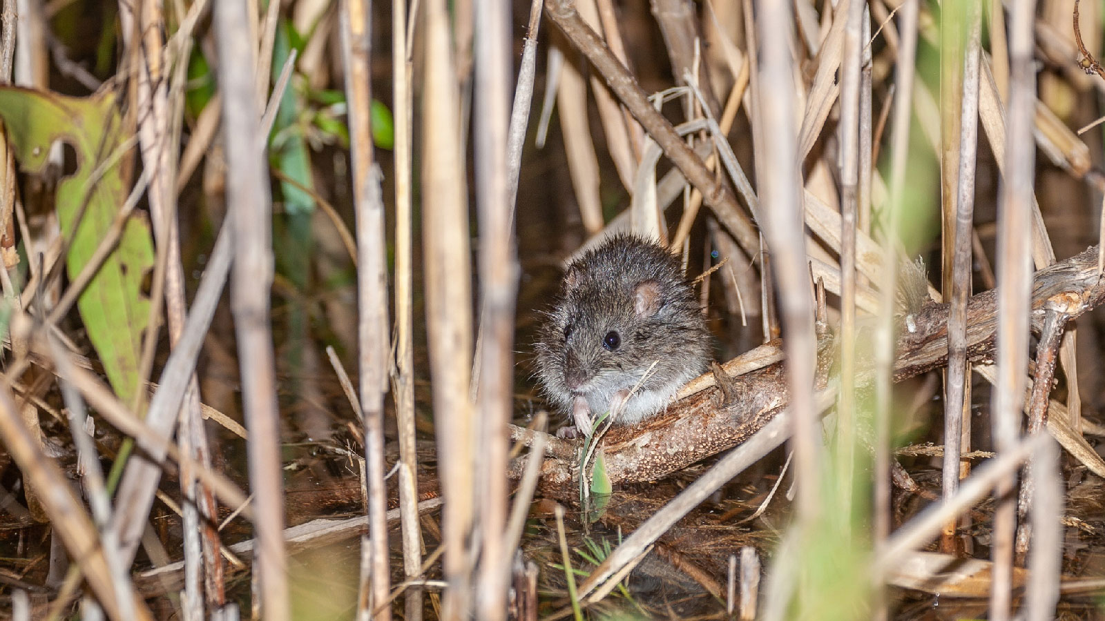 As waters rise and cities grow, this furry little Floridian may have nowhere to go