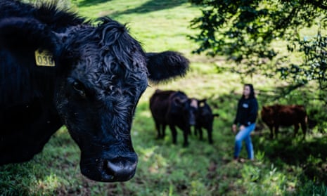 Can Colombia’s ‘crazy’ cattle ranchers make beef an eco-friendly choice?