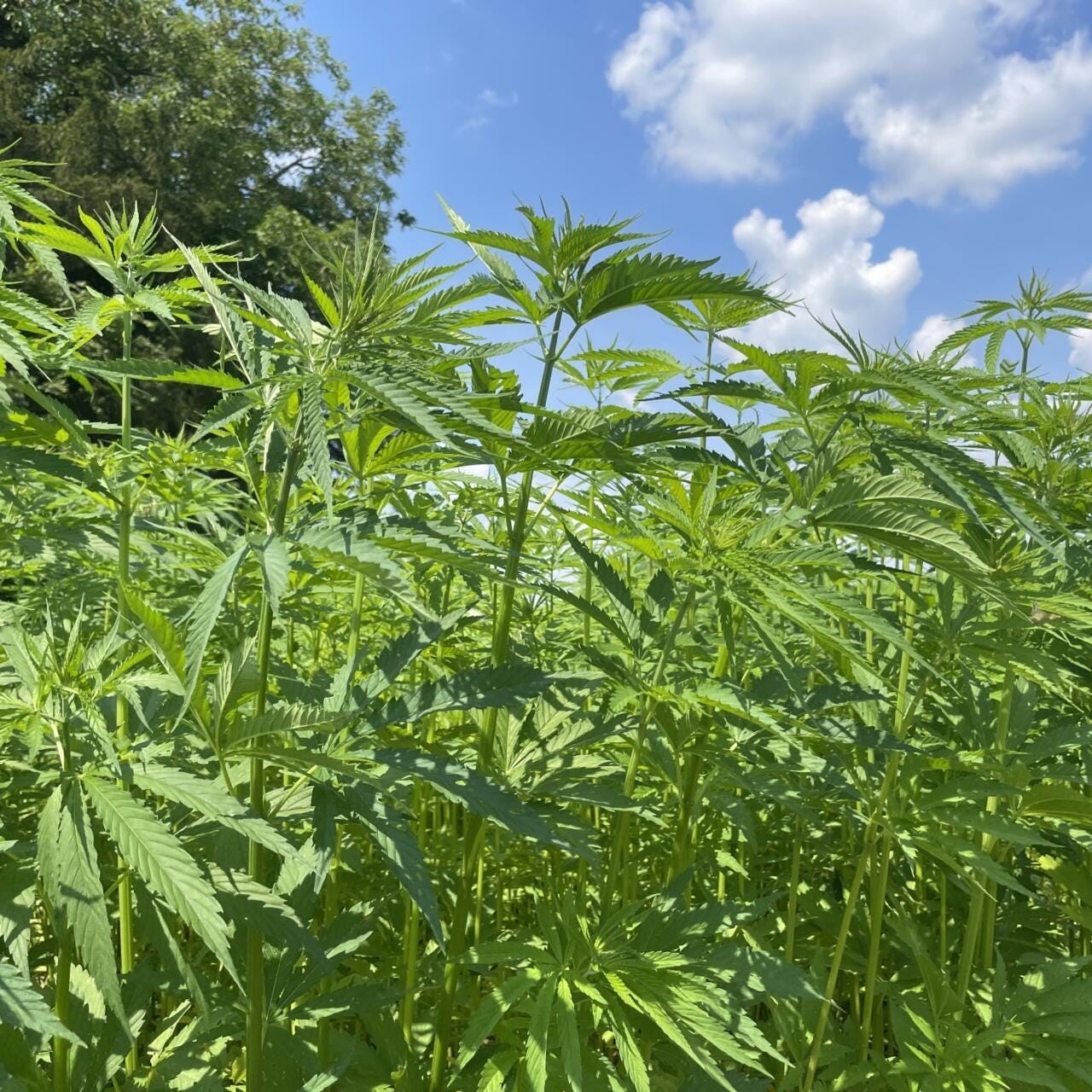 Tennessee Hemp Businesses Win $735k Settlement over Illegal Seizures