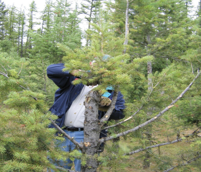 'Tinsel or timber': A more sustainable solution for your Christmas tree