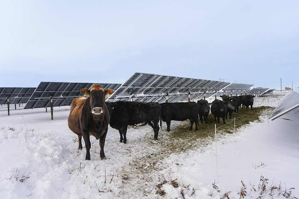Solar burgers: How agrivoltaics is marrying food production with green energy