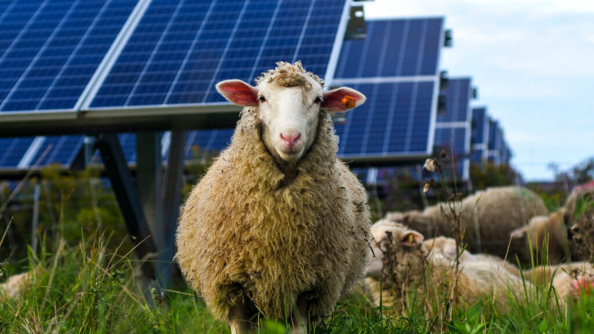 Nature’s best lawnmower: How solar grazing is changing the photovoltaic landscape