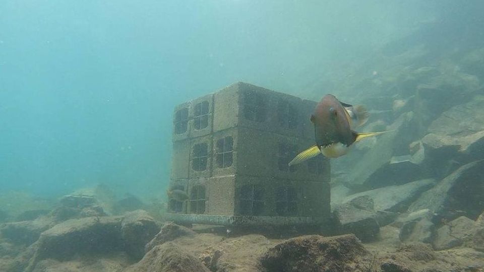 Green walls and fish houses: How Singapore researchers are bringing life back to urban areas