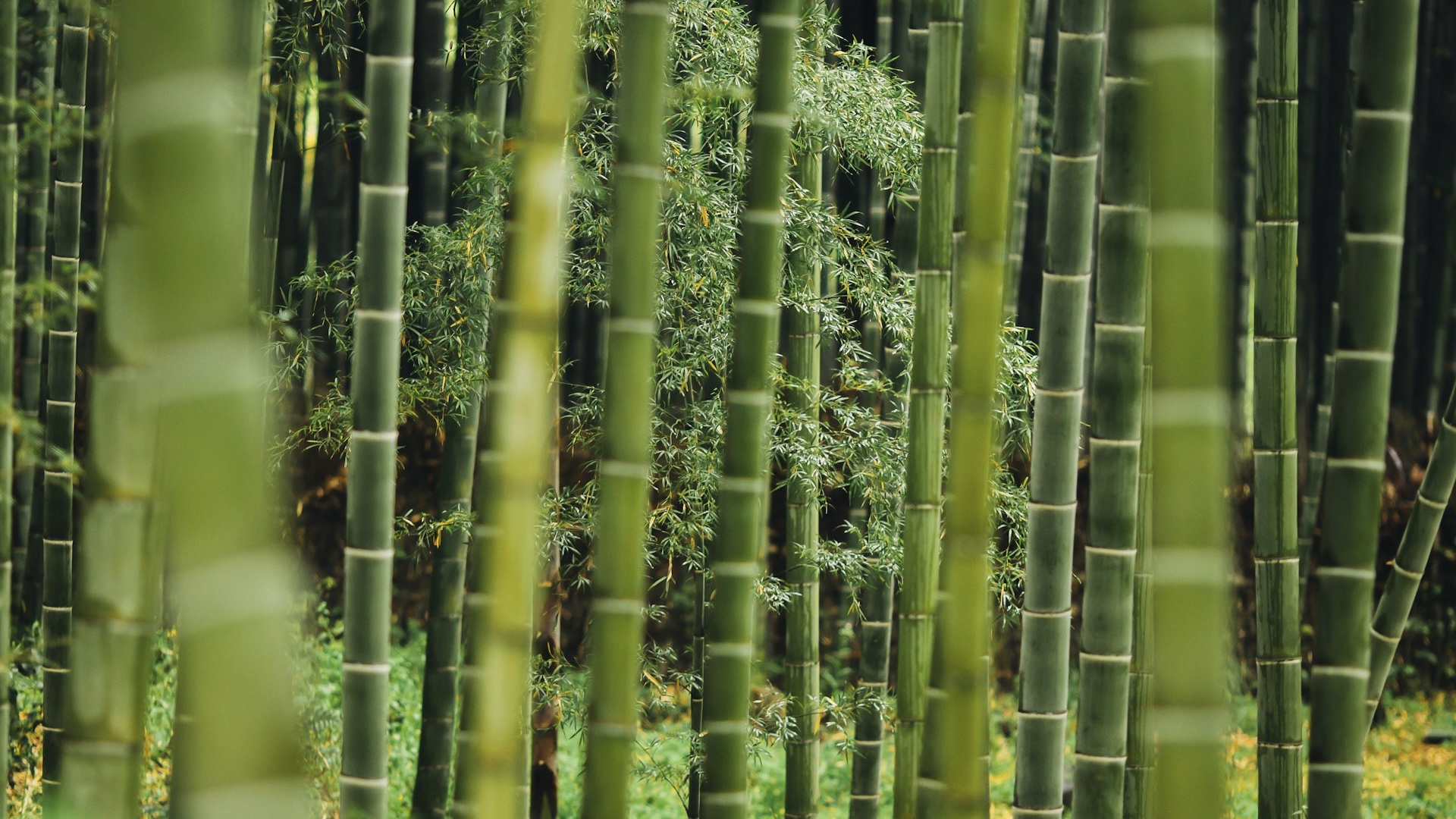 How bamboo could help lock in carbon and slow climate change