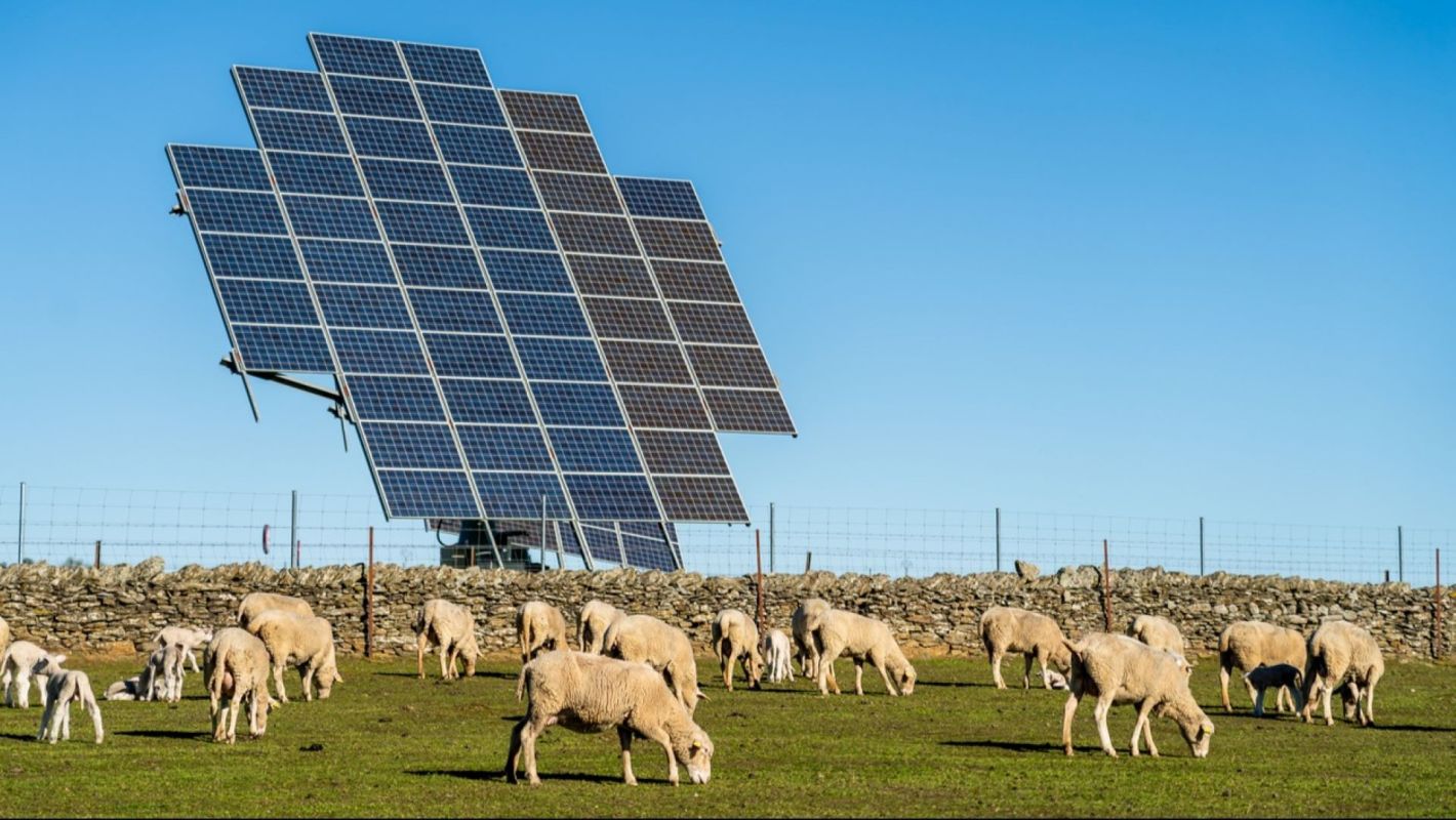 Researchers make stunning discovery after examining solar panels on farmland — here's how it could revolutionize food production