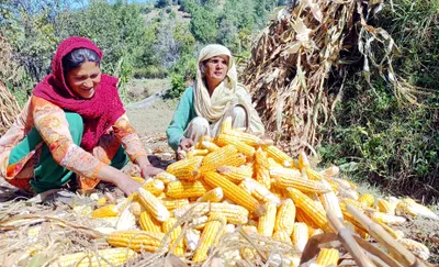 Sustainable farm income key to food security