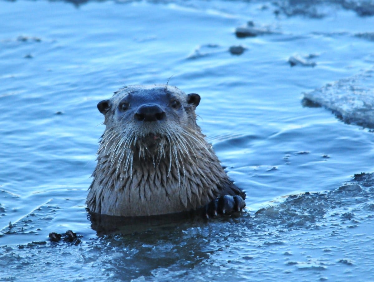 Seventy-Two Years of Otter Protections Could End in Wyoming