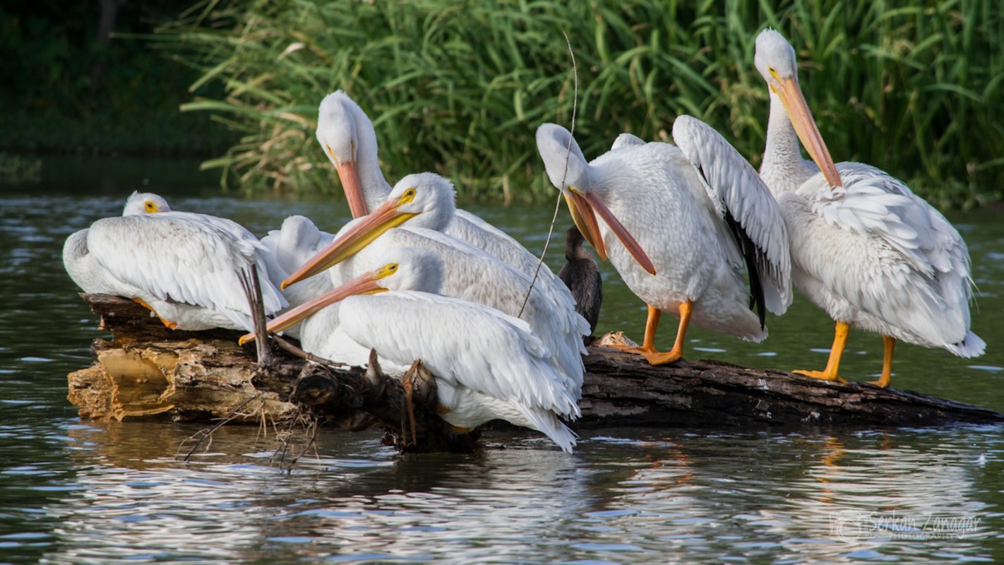 Mysterious appearance of oil-covered pelicans sparks investigation: 'TPWD has not pinpointed an exact location'