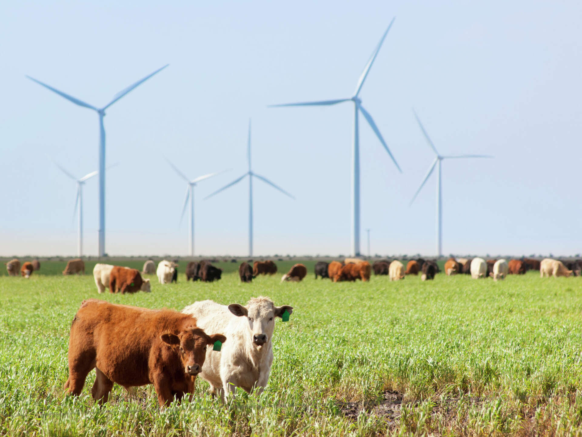 Texas is U.S. leader in renewable energy generation, says data
