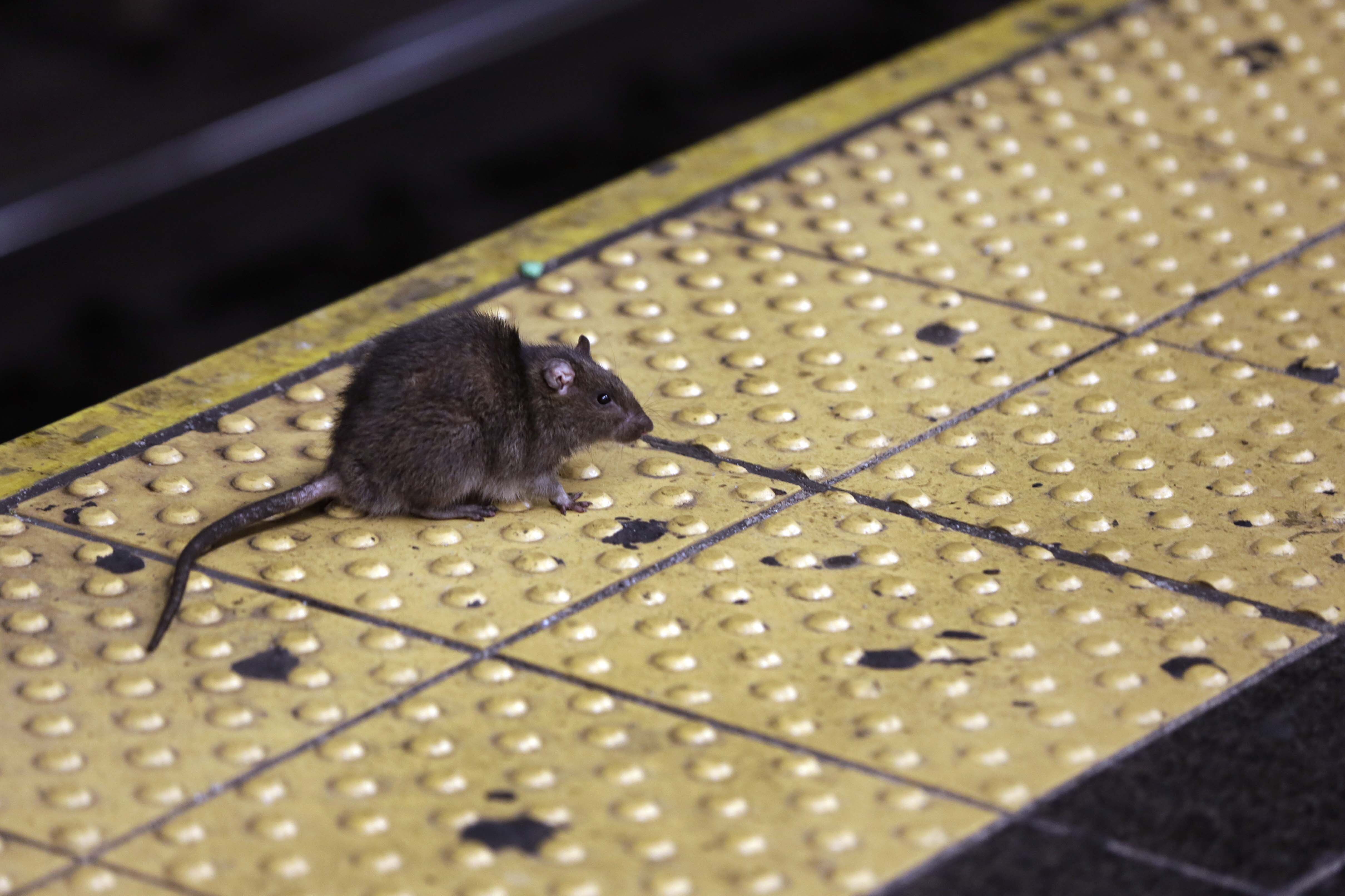 Rats! Climate change is helping increase their populations in cities