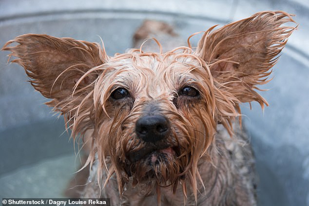 Woke funds have gone to the dogs: Bestinvest reveals ESG has fallen behind for investors